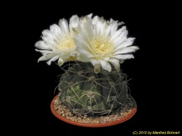 Gymnocalycium spec. 460